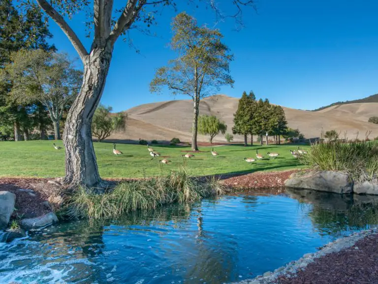 Blackhawk Country Club Danville California golf courses chasing par golfers 768x577